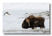 Musk Ox_ANL_8401